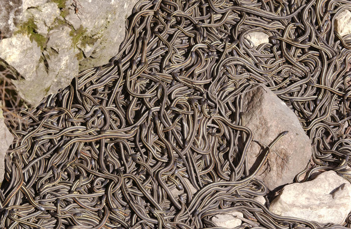 the narcisse snake pits.